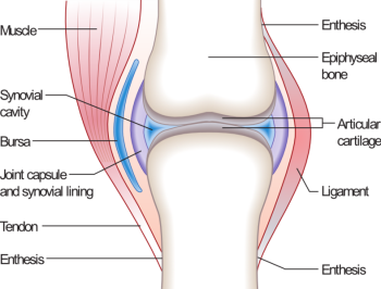 Joint Pain