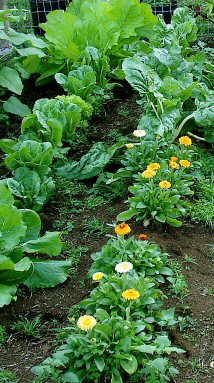 Organic Garden